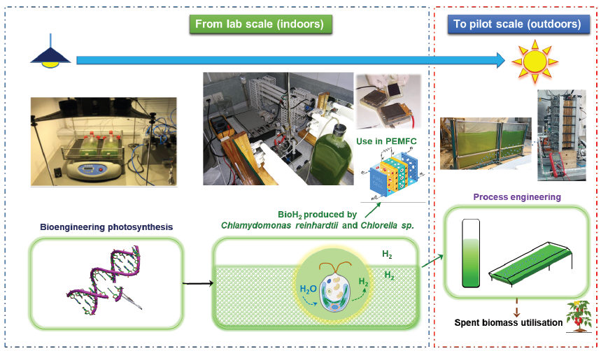 Alg4hyd process
