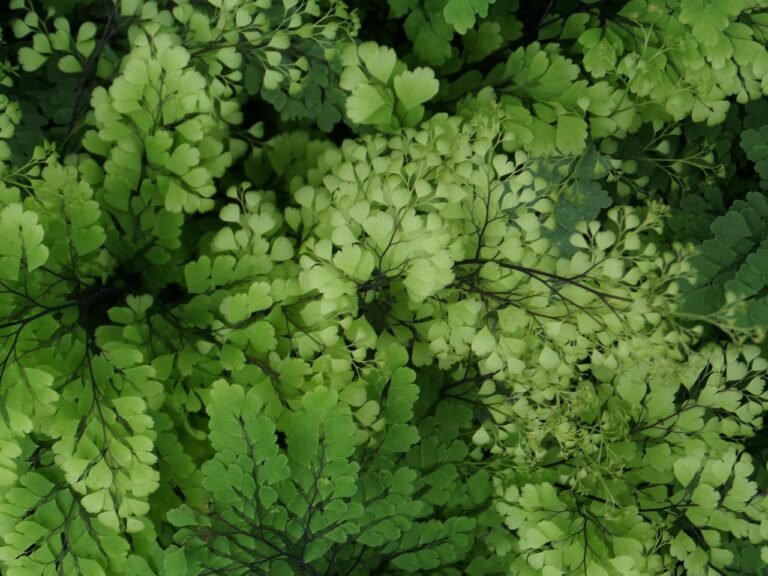 fern, wilhelma, greenhouse, green, detail, leaf, fern, fern, nature, fern, greenhouse, greenhouse, greenhouse, greenhouse, greenhouse-1000052.jpg